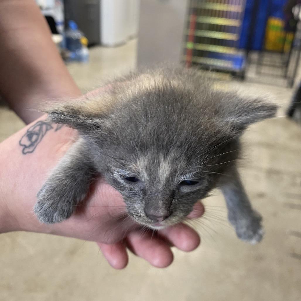 Enlarge Amira, a Adoptable Domestic Short Hair in Muscatine, IA image 5/5