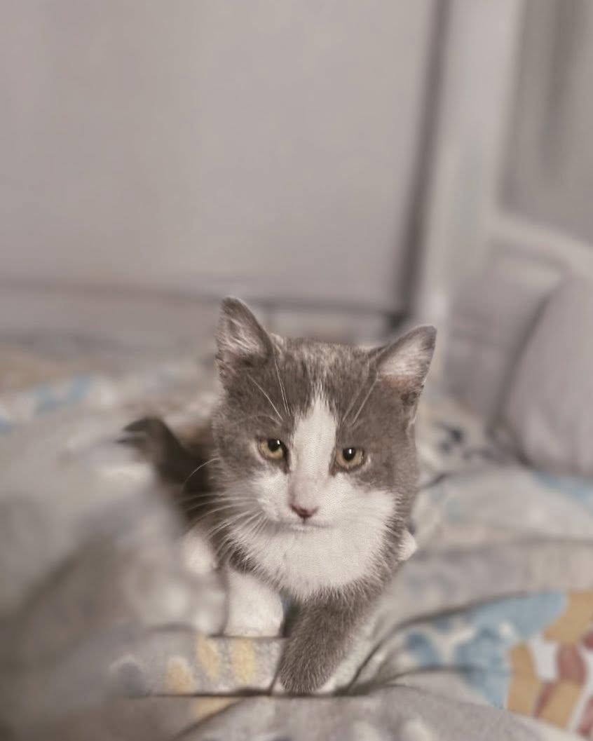 Enlarge Ivanka, a ADOPTABLE Domestic Short Hair in Reading, PA image 1/1