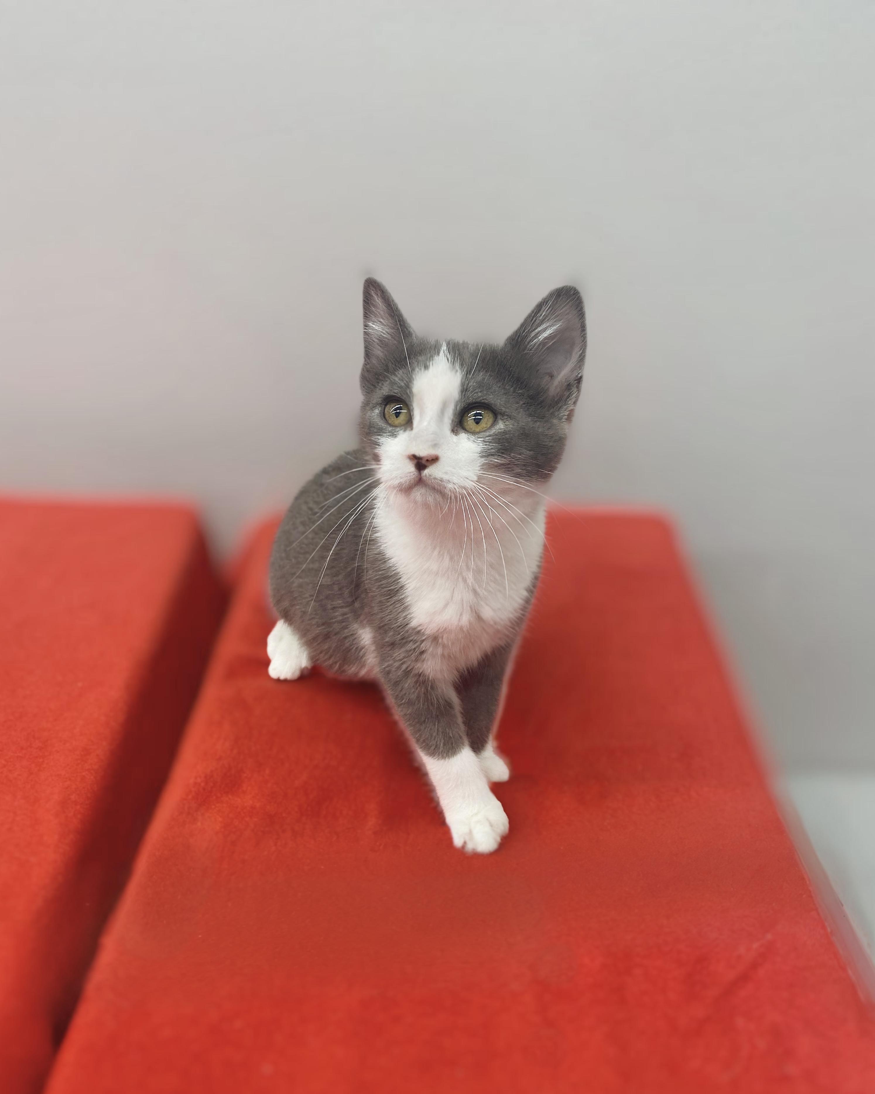 Izzy, ADOPTABLE, Kitten Female Domestic Short Hair.