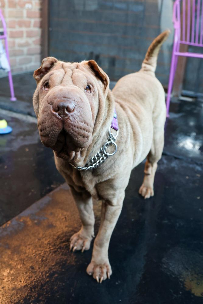 Sharpie, Adoptable, Adult Female Shar-Pei.