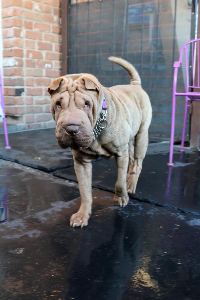 Enlarge Sharpie, a Adoptable mixed breed in TUCSON, AZ image 2/4