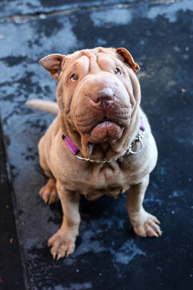 Enlarge Sharpie, a Adoptable mixed breed in TUCSON, AZ image 3/4