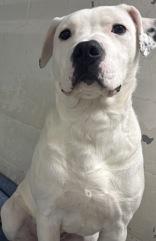 Max, Adopted, Young Male Bulldog.