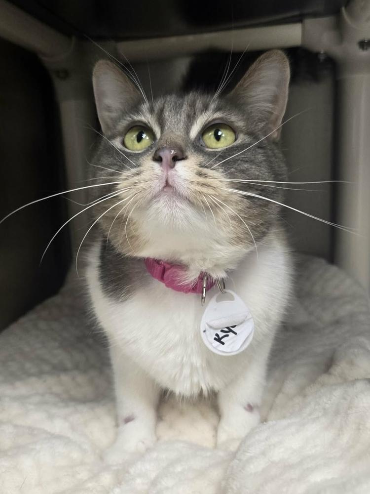 Enlarge Kya, a Adoptable mixed breed in tucson, AZ image 1/3