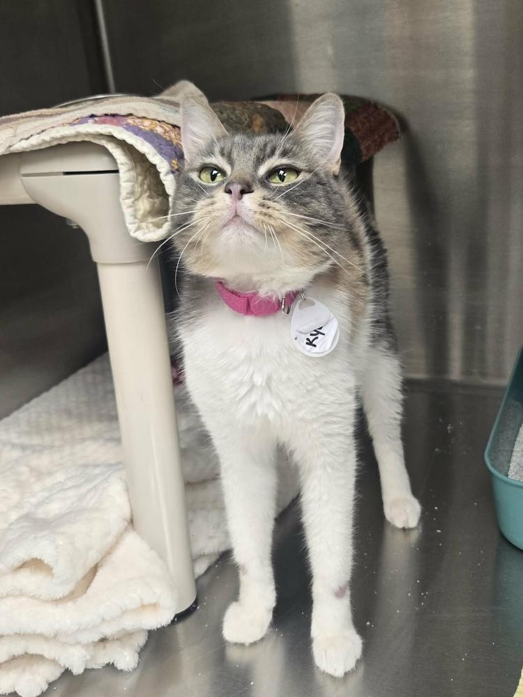 Enlarge Kya, a Adoptable mixed breed in tucson, AZ image 2/3