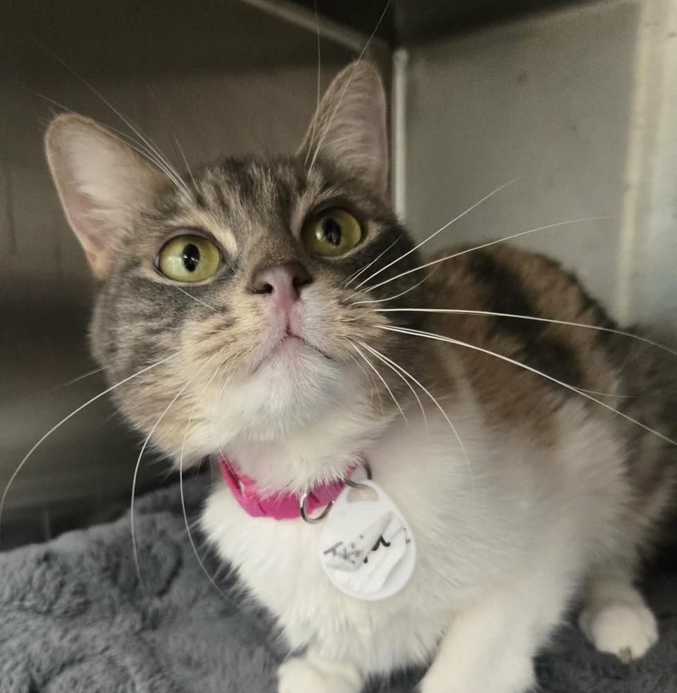 Enlarge Kya, a Adoptable mixed breed in tucson, AZ image 3/3