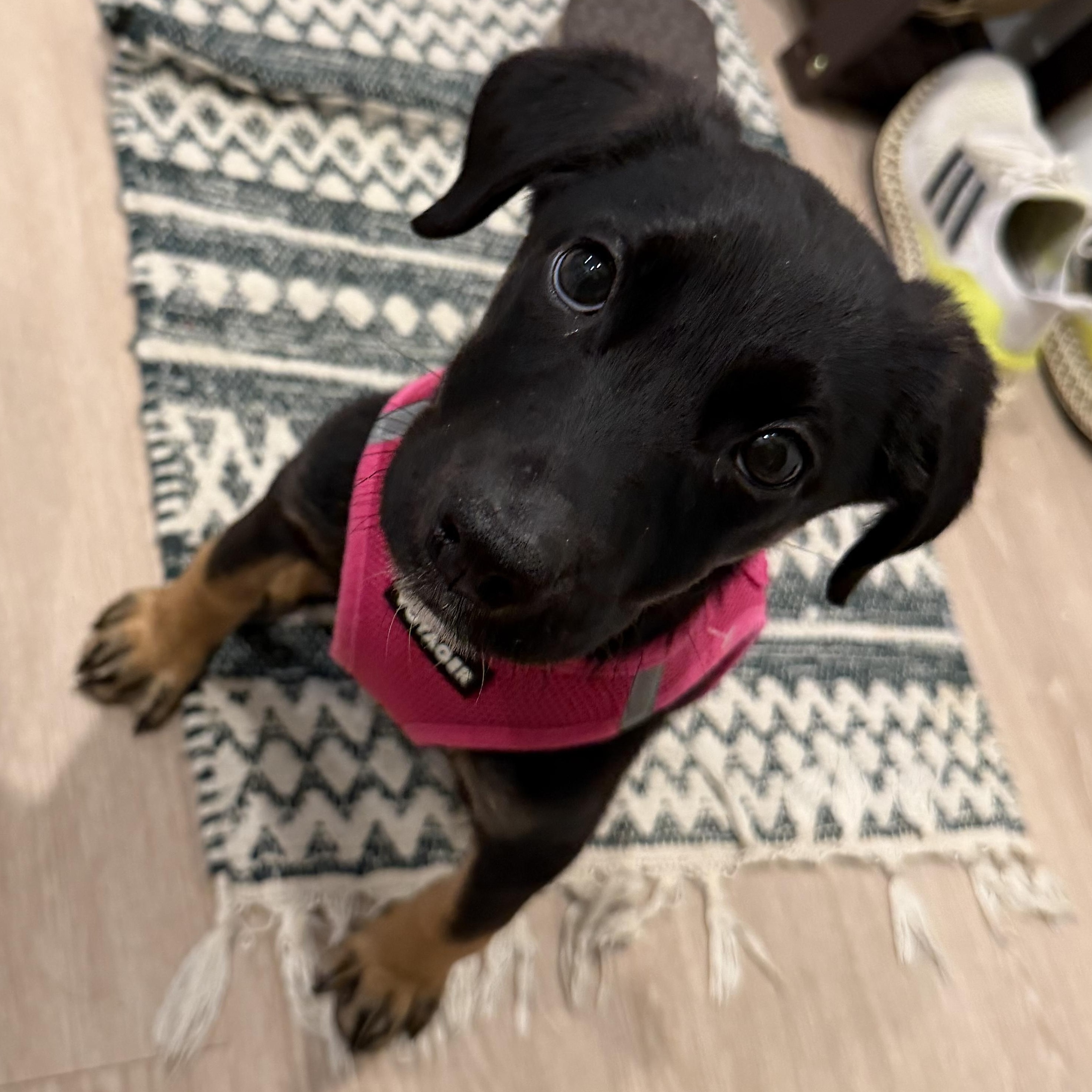Mira, adopted, Puppy Female Rottweiler.