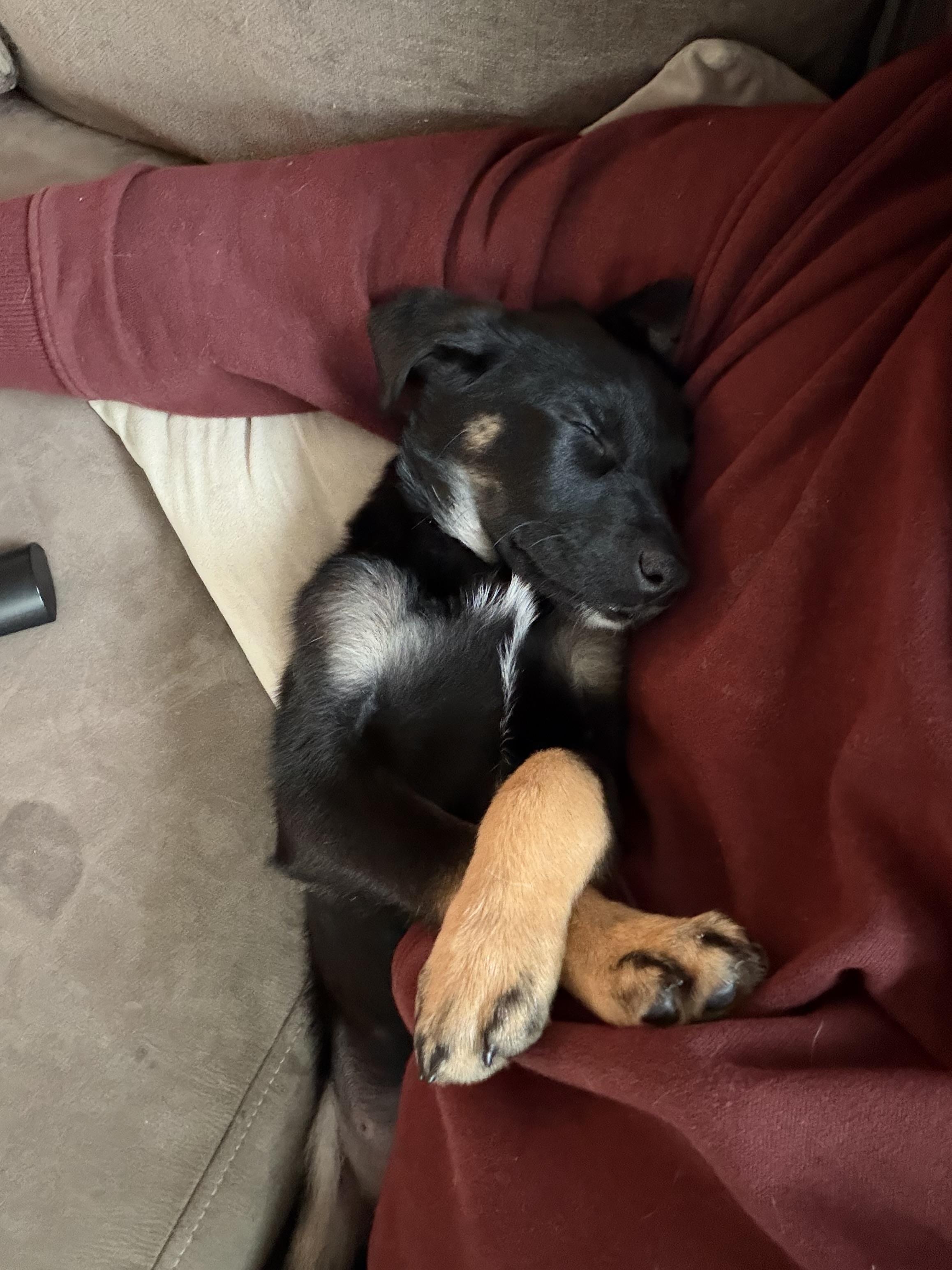 Enlarge Mira, an adopted mixed breed in Chester, SC image 5/5