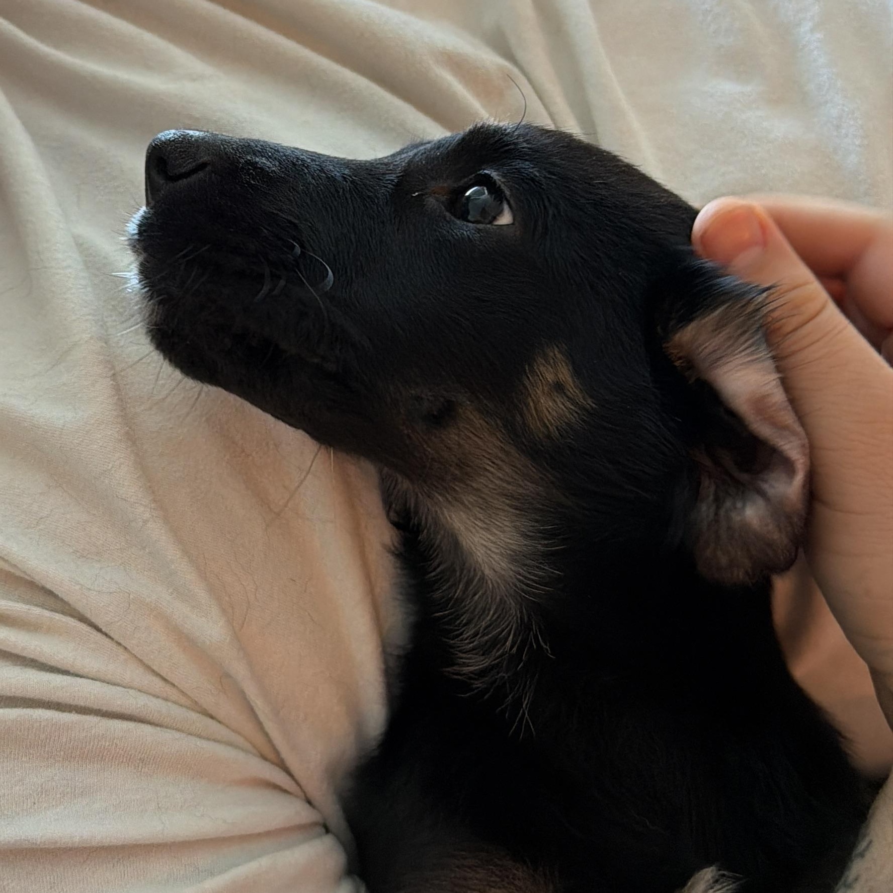 Enlarge Mira, an adopted mixed breed in Chester, SC image 4/5