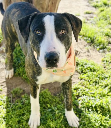 Byron, a Adoptable mixed breed in Boston, MA image 5/5