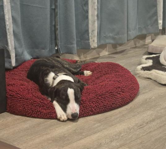 Byron, a Adoptable mixed breed in Boston, MA image 4/5