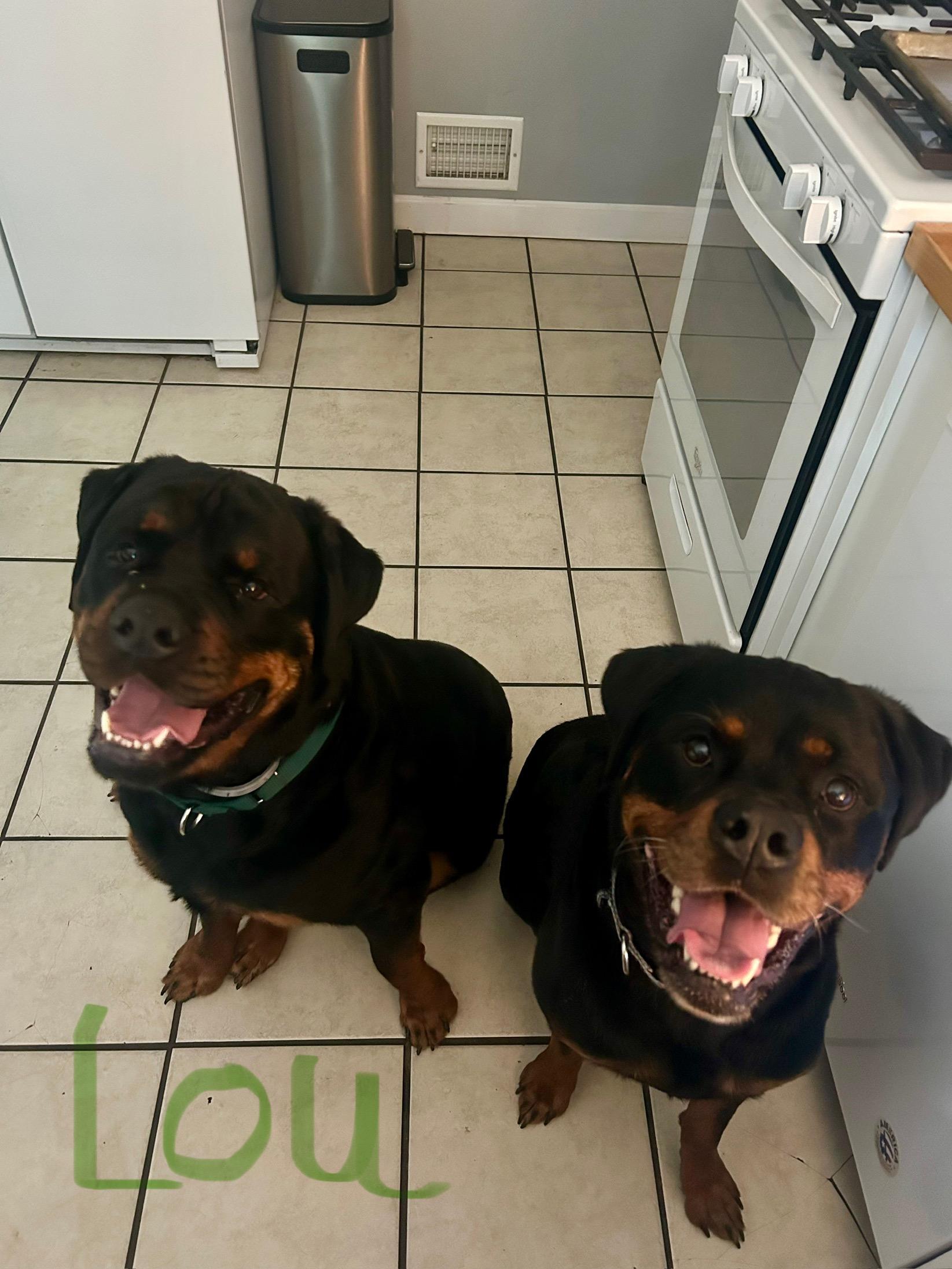 Lou, a Adopted Rottweiler in Providence, RI image 2/3