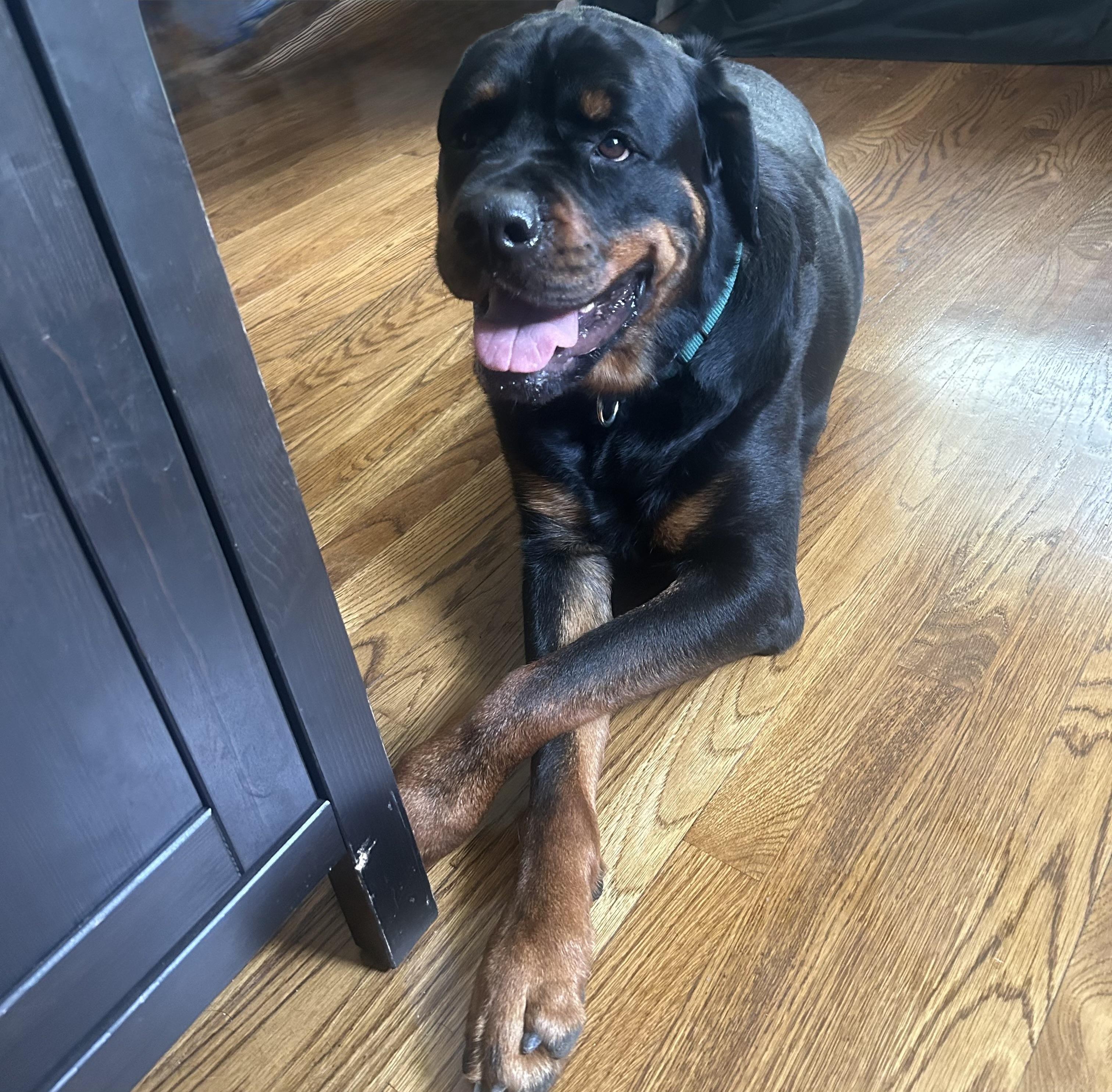 Lou, a Adopted Rottweiler in Providence, RI image 1/3