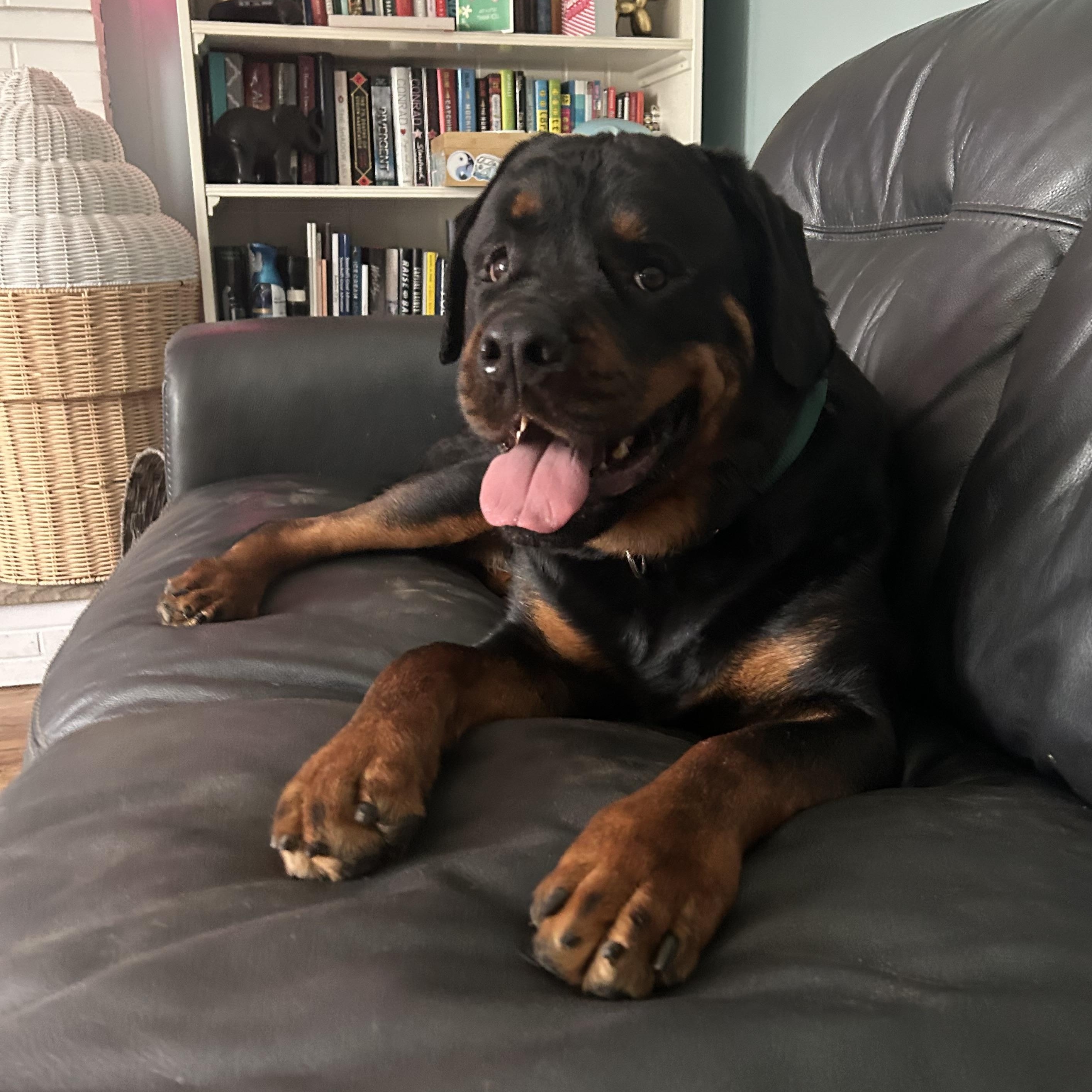 Lou, a Adopted Rottweiler in Providence, RI image 3/3