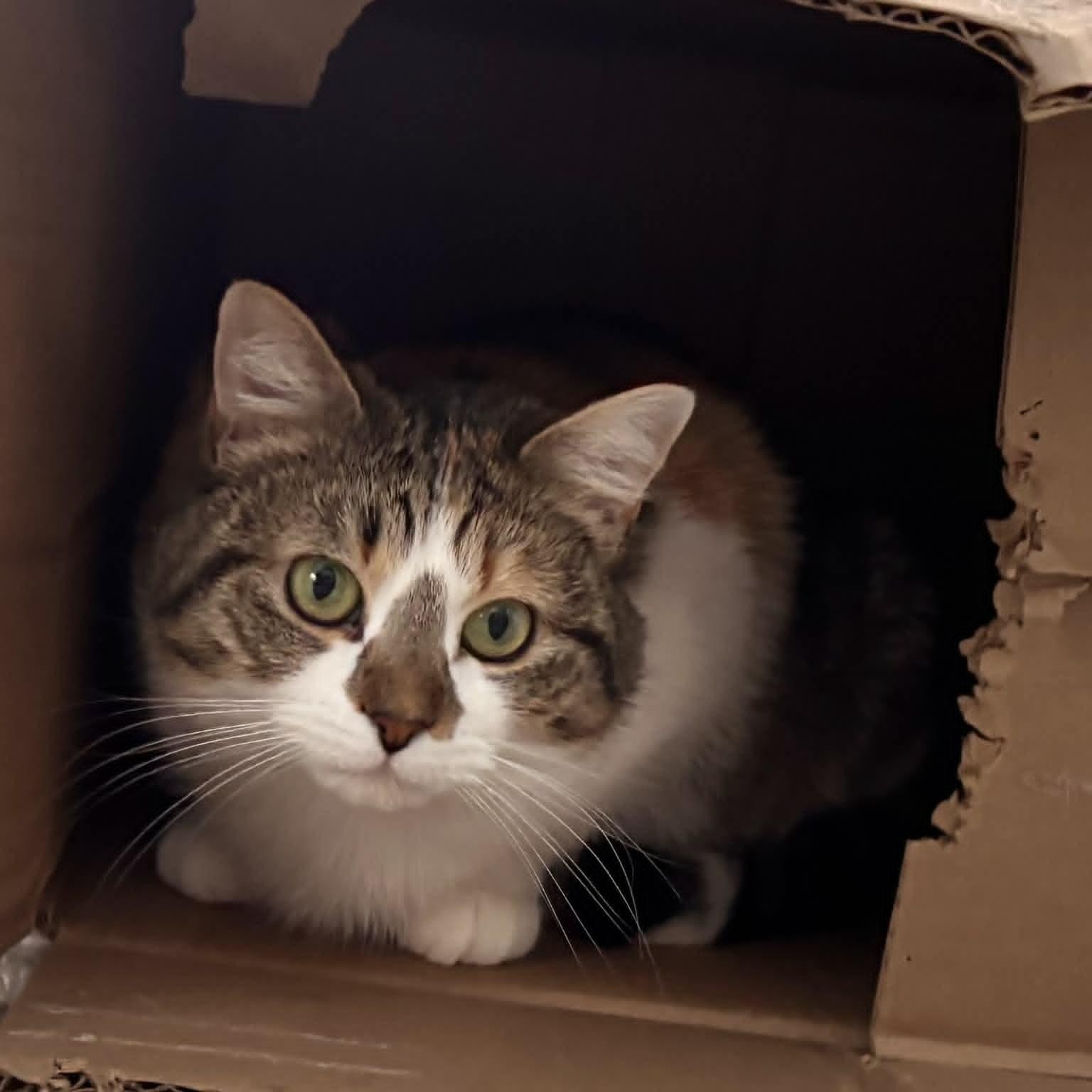 Enlarge Larkspur, a ADOPTABLE American Shorthair in Danbury, CT image 6/6