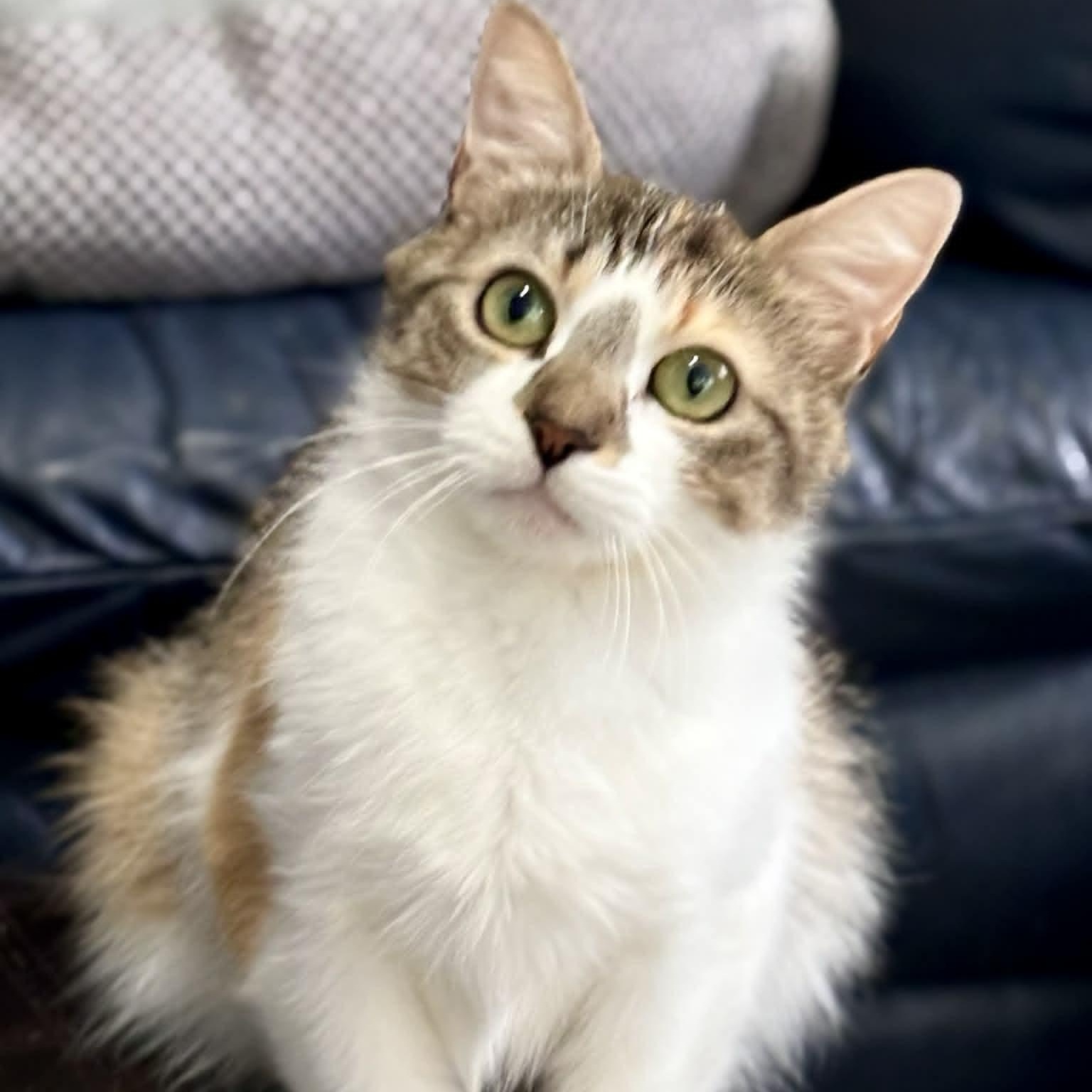 Enlarge Larkspur, a ADOPTABLE American Shorthair in Danbury, CT image 4/6