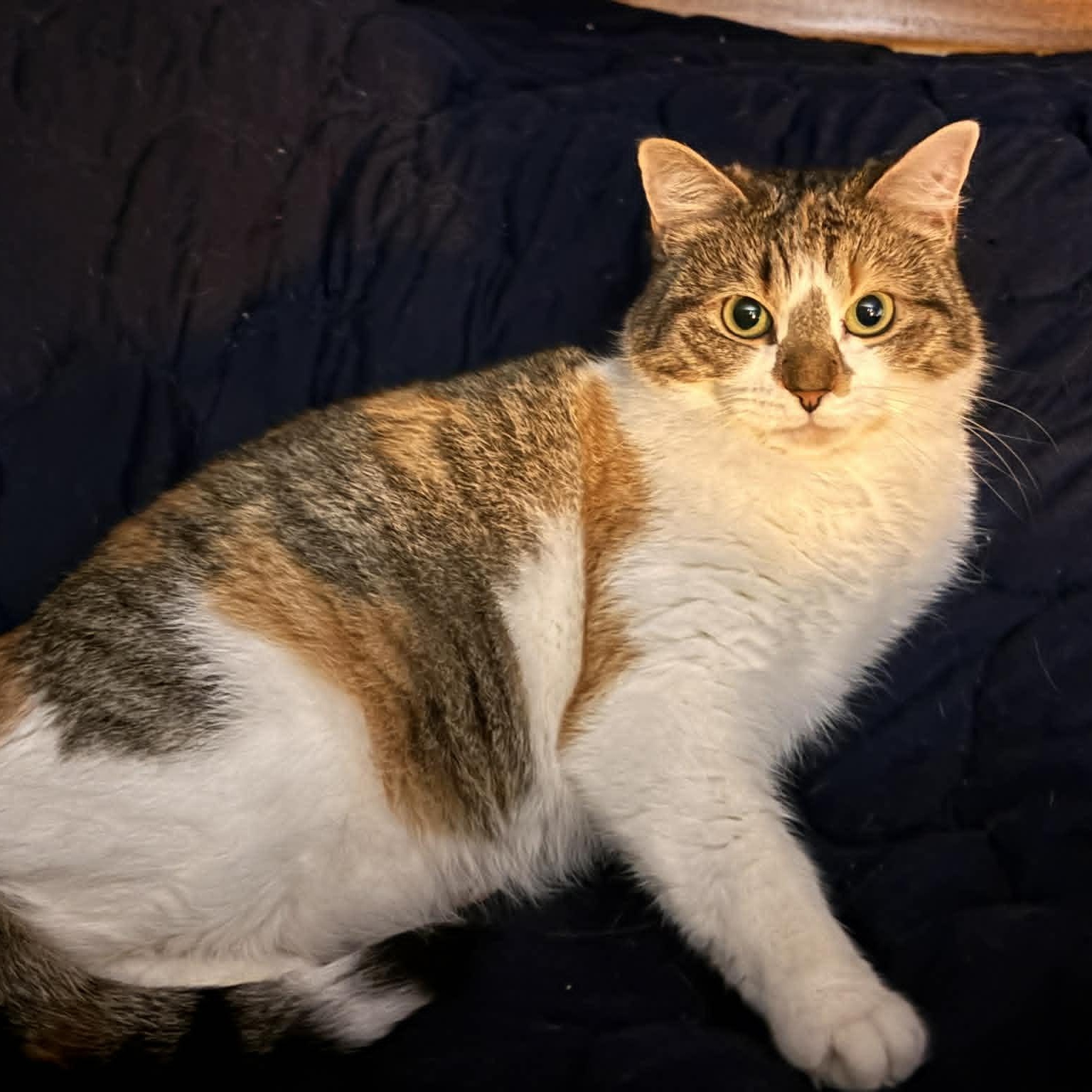 Larkspur thumbnail 4