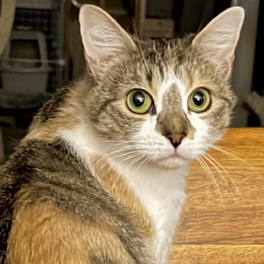 Enlarge Larkspur, a ADOPTABLE American Shorthair in Danbury, CT image 1/6