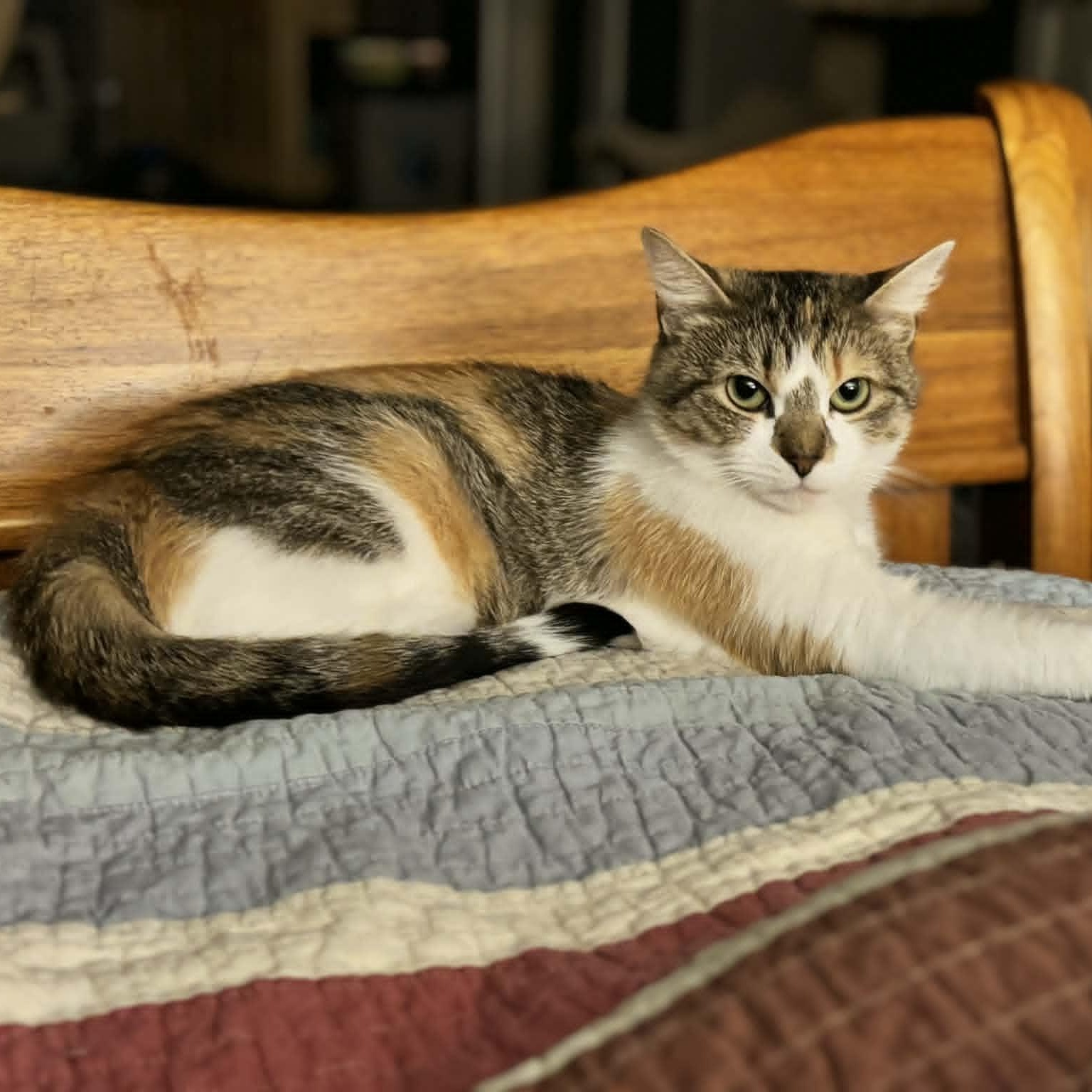 Enlarge Larkspur, a ADOPTABLE American Shorthair in Danbury, CT image 3/6