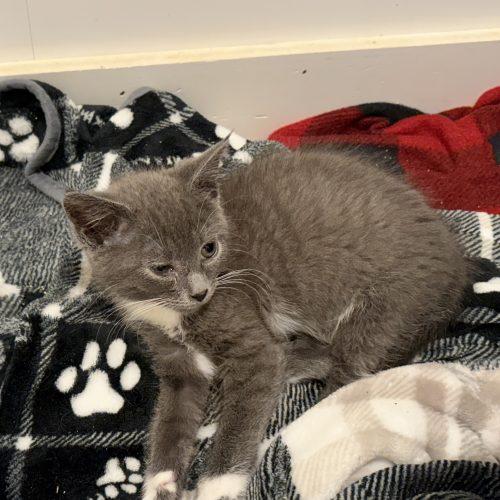 Lil Gray, Adoptable, Kitten Female Russian Blue & Domestic Short Hair.