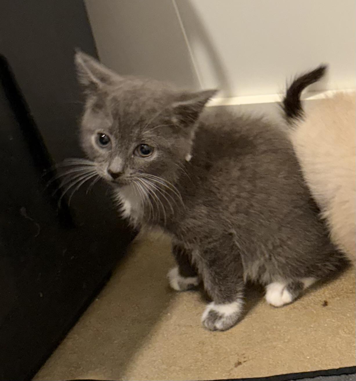 Enlarge Lil Gray, a Adoptable mixed breed in Charleston, SC image 2/2
