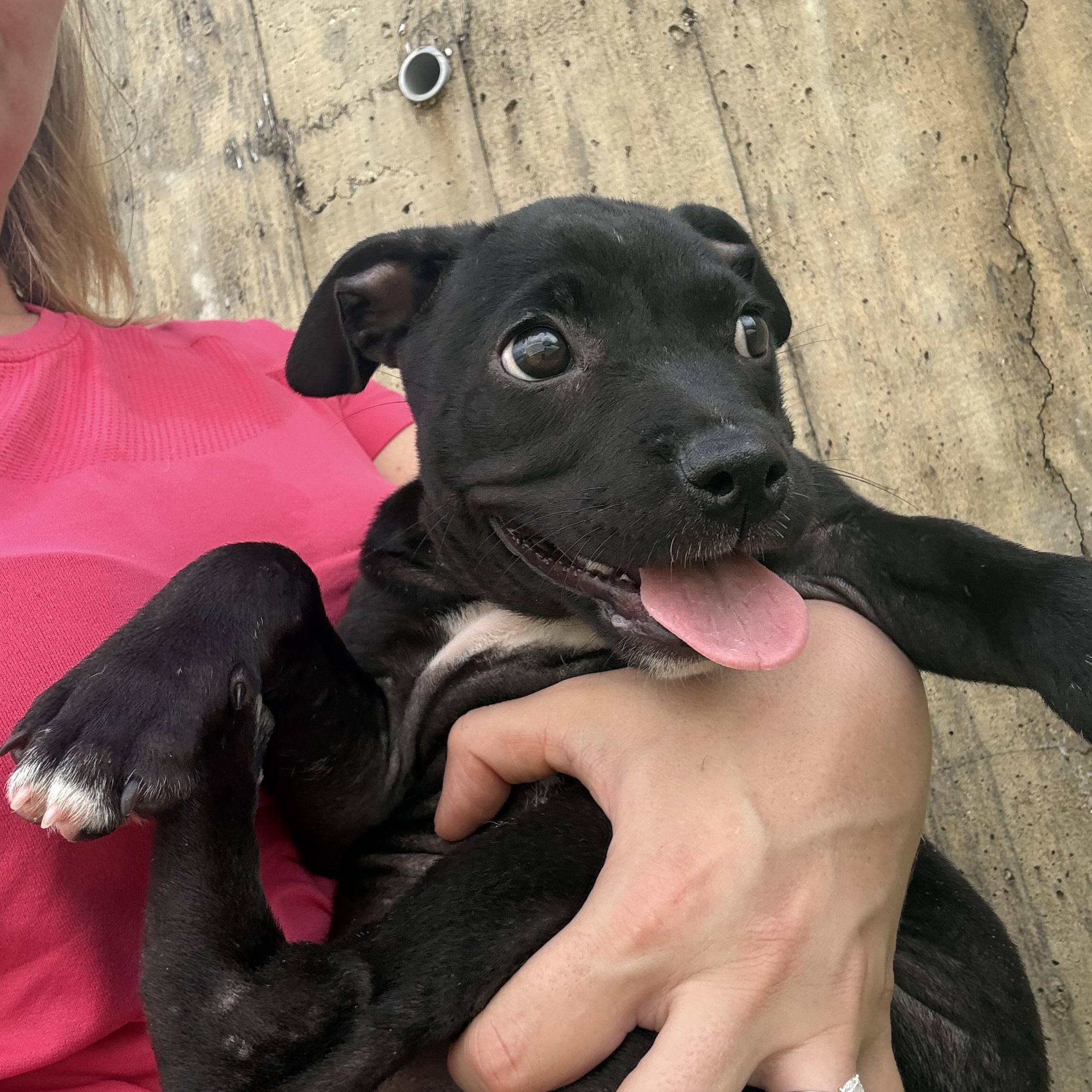 Abigail, ADOPTABLE, Puppy Female Labrador Retriever.