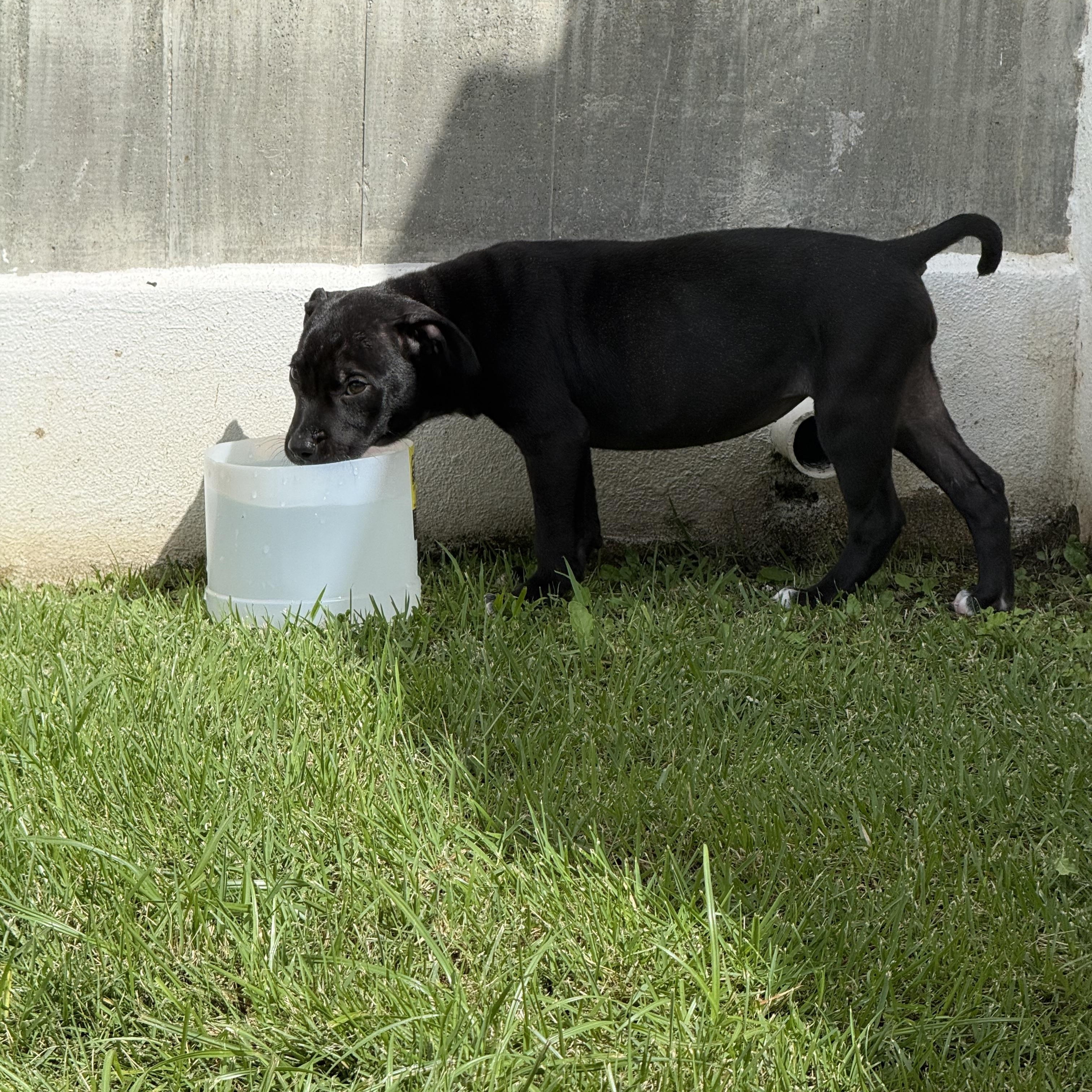 Enlarge Abigail, a ADOPTABLE mixed breed in Staten Island , NY image 2/6