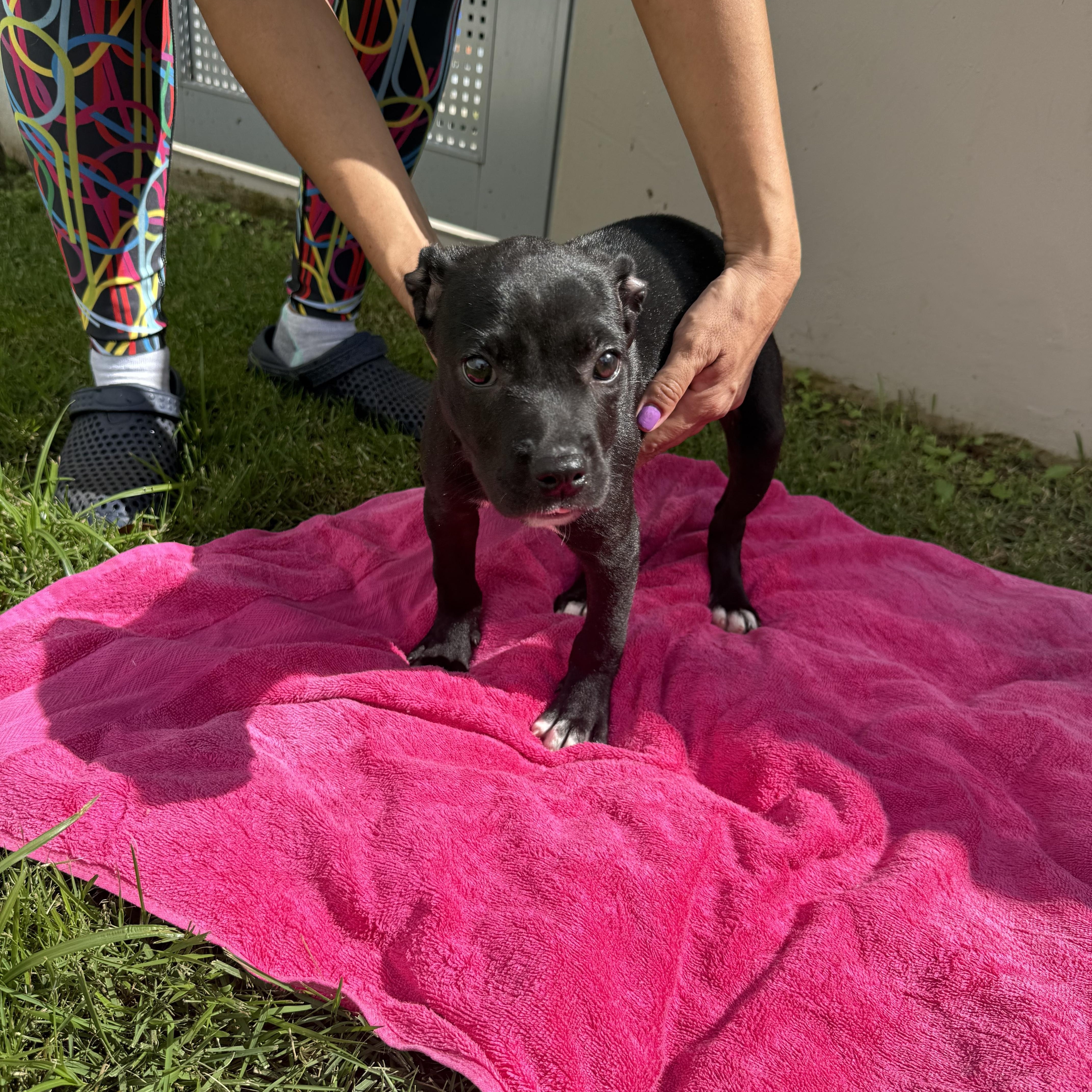 Enlarge Abigail, a ADOPTABLE mixed breed in Staten Island , NY image 6/6