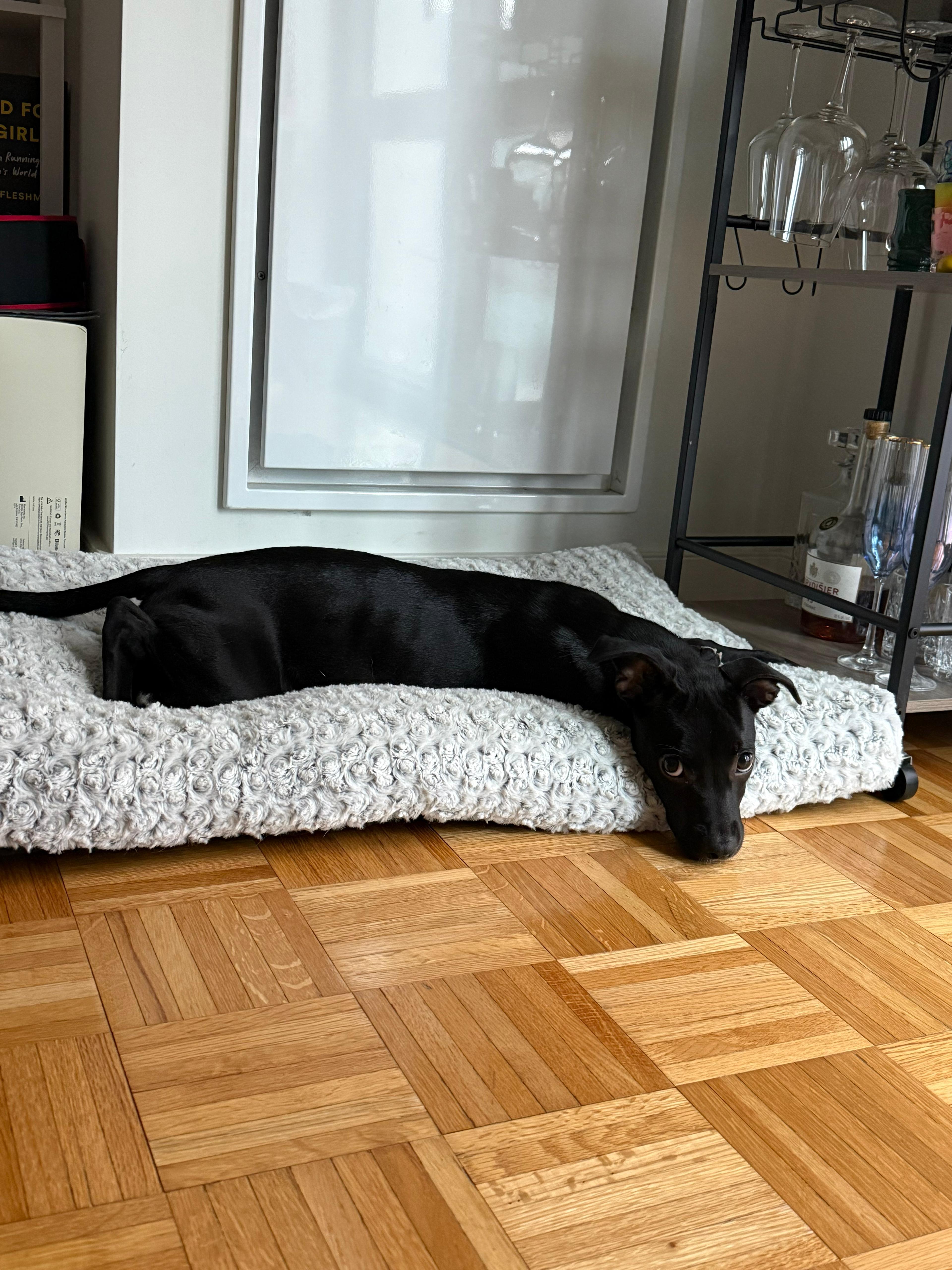 Abigail, a ADOPTABLE mixed breed in Mount Kisco, NY image 4/5