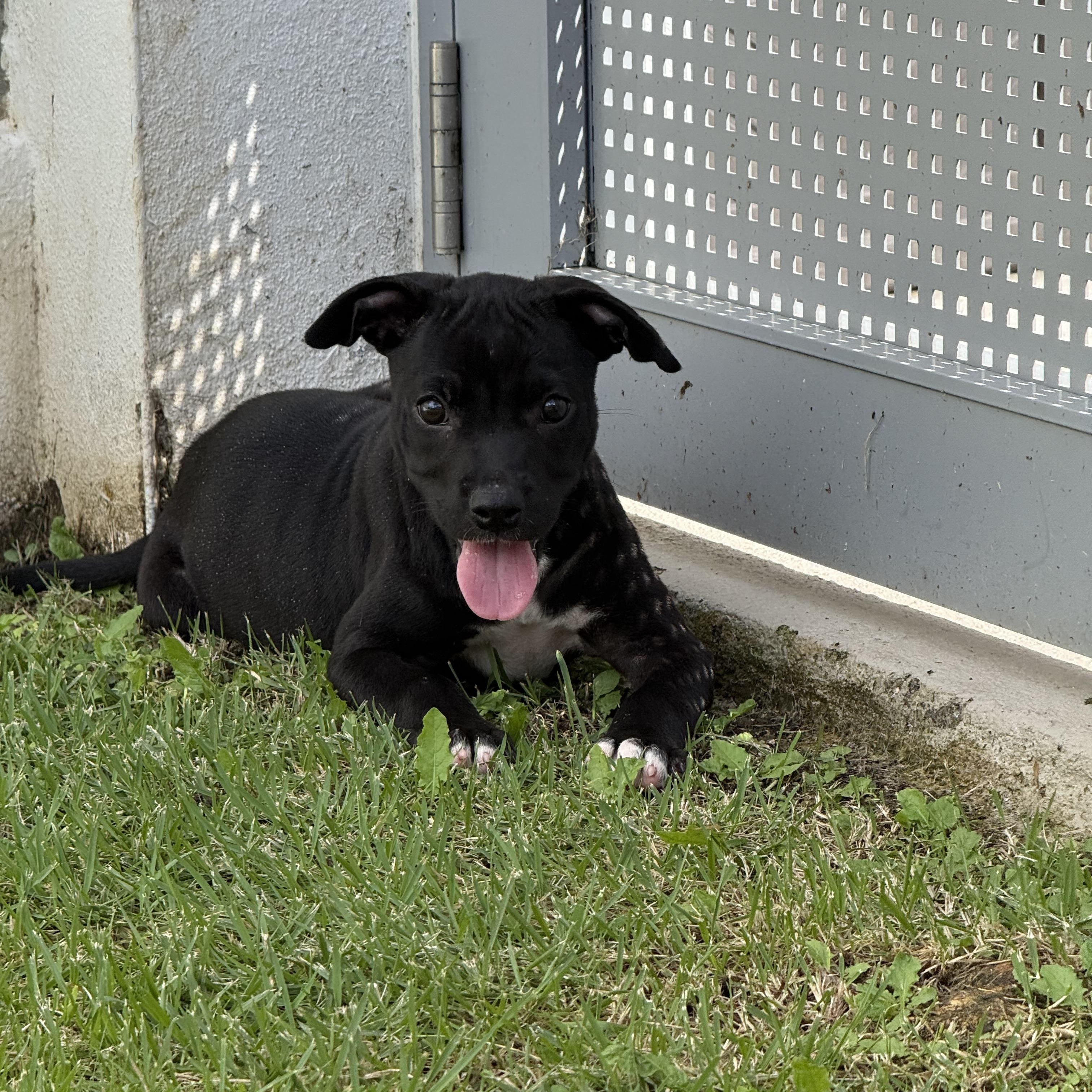 Enlarge Abigail, a ADOPTABLE mixed breed in Staten Island , NY image 5/6