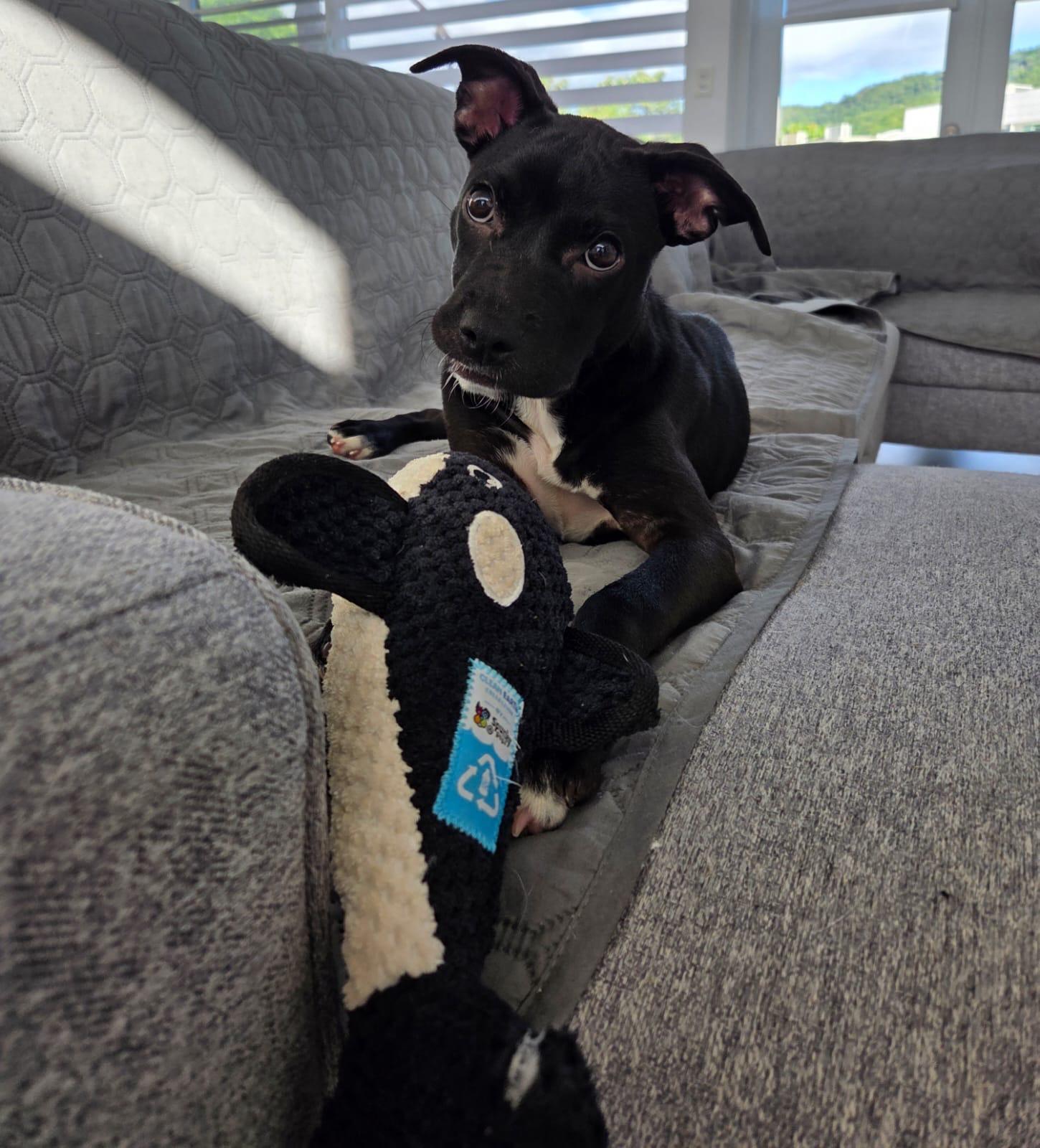 Abigail, a ADOPTABLE mixed breed in Mount Kisco, NY image 2/5