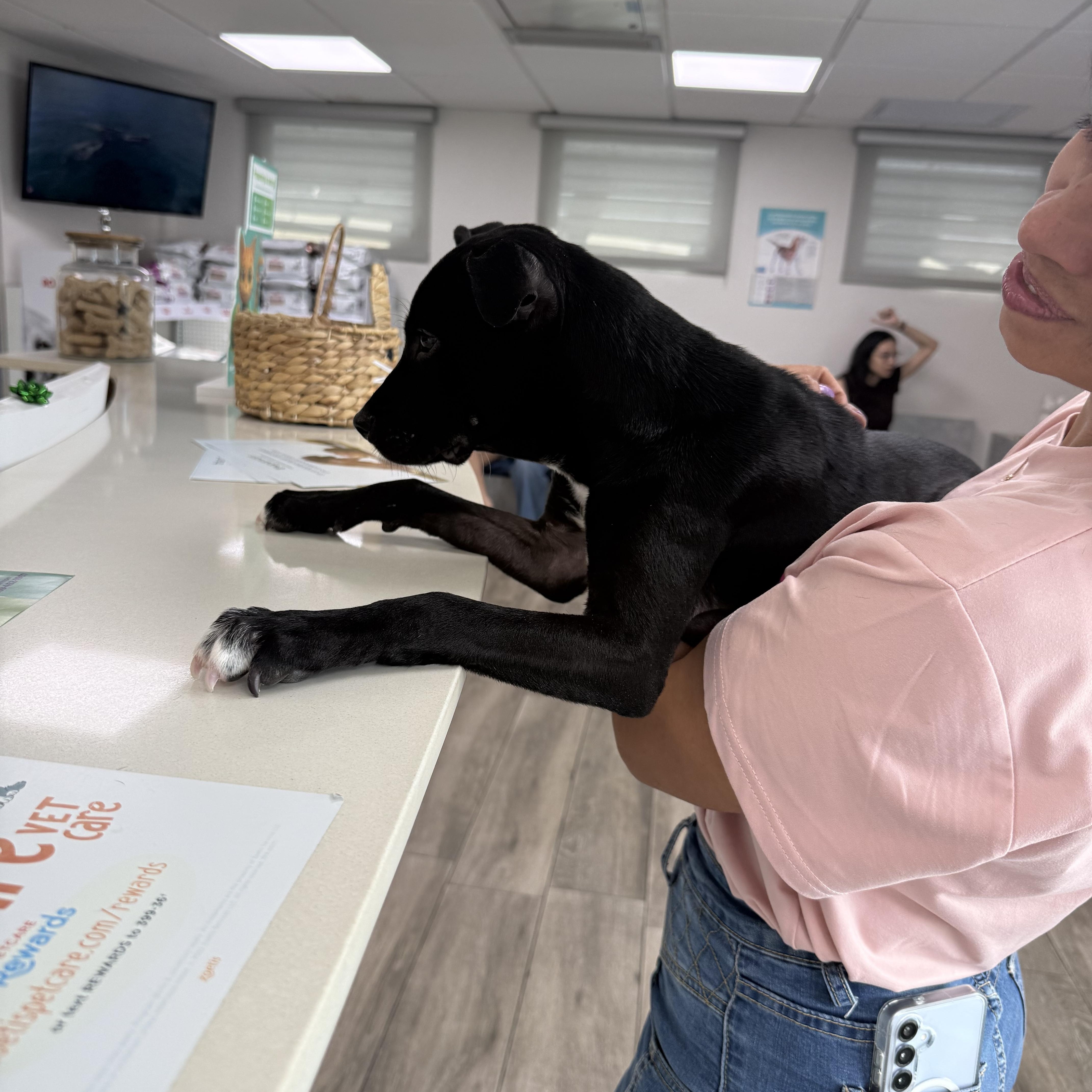 Abigail, a ADOPTABLE mixed breed in Mount Kisco, NY image 5/5