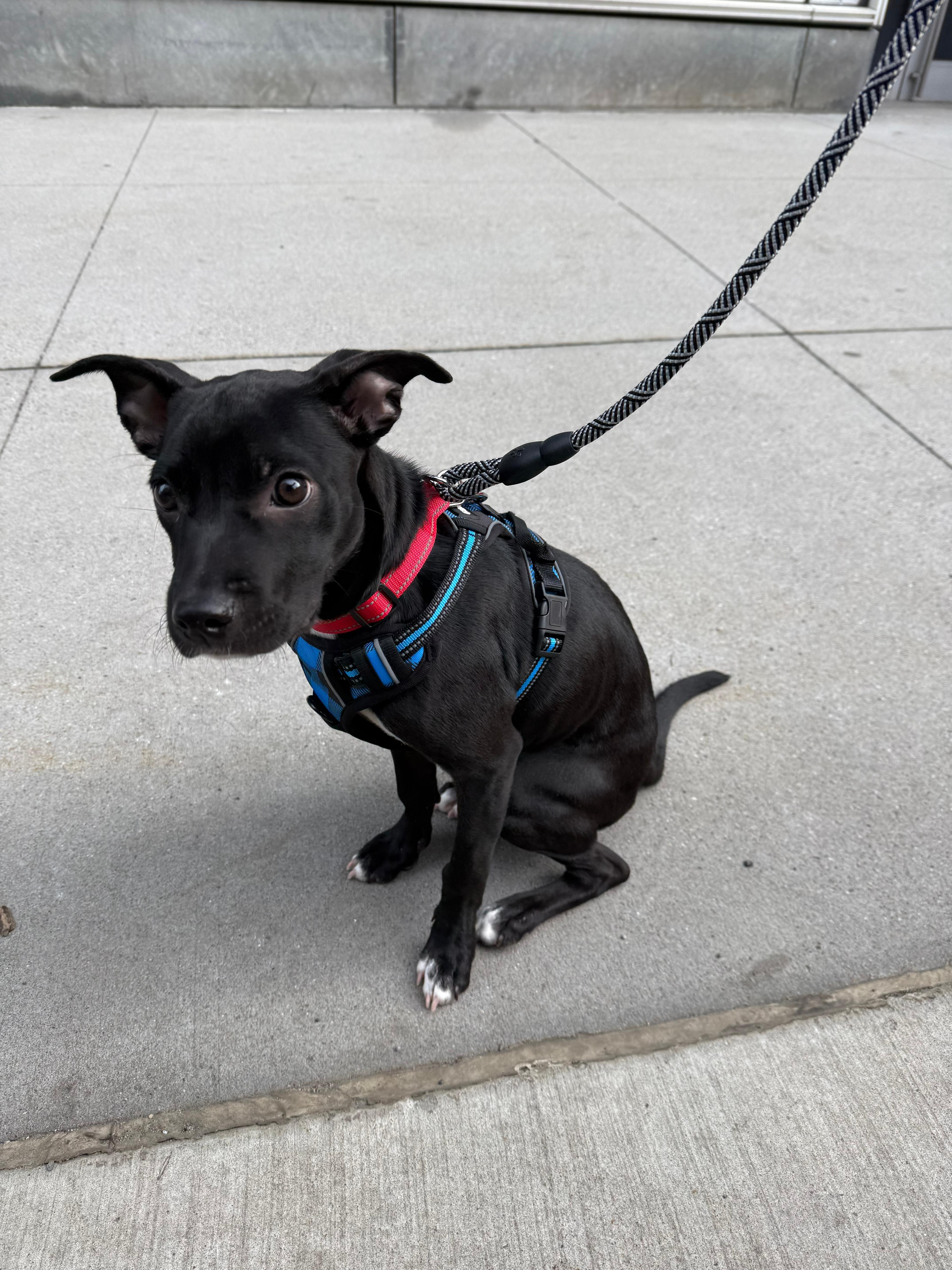 Abigail, a ADOPTABLE mixed breed in Mount Kisco, NY image 1/5