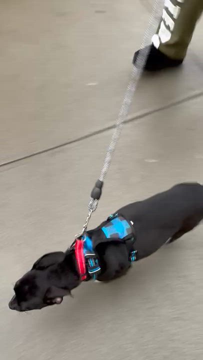 Enlarge Abigail, a ADOPTABLE mixed breed in Mount Kisco, NY video 3/5