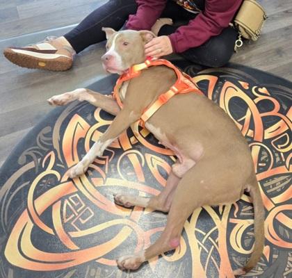 Enlarge Bogey, a Adoptable mixed breed in Shawano, WI image 1/3