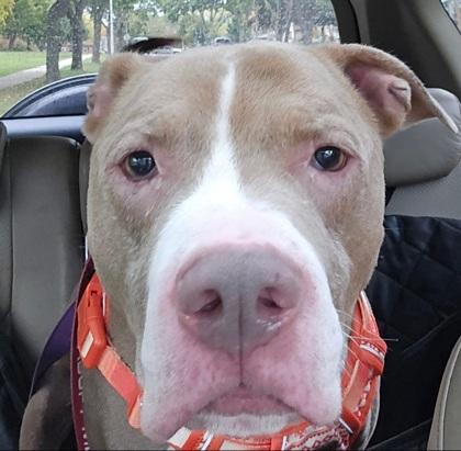 Enlarge Bogey, a Adoptable mixed breed in Shawano, WI image 3/3