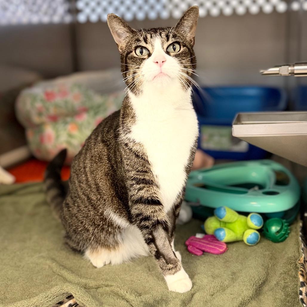 Farrah, Adoptable, Senior Female Domestic Short Hair.