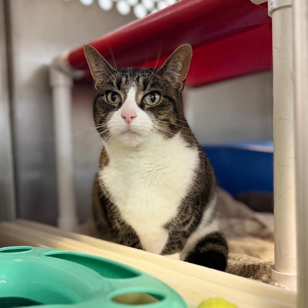Enlarge Farrah, a Adoptable Domestic Short Hair in Portage, MI image 2/2