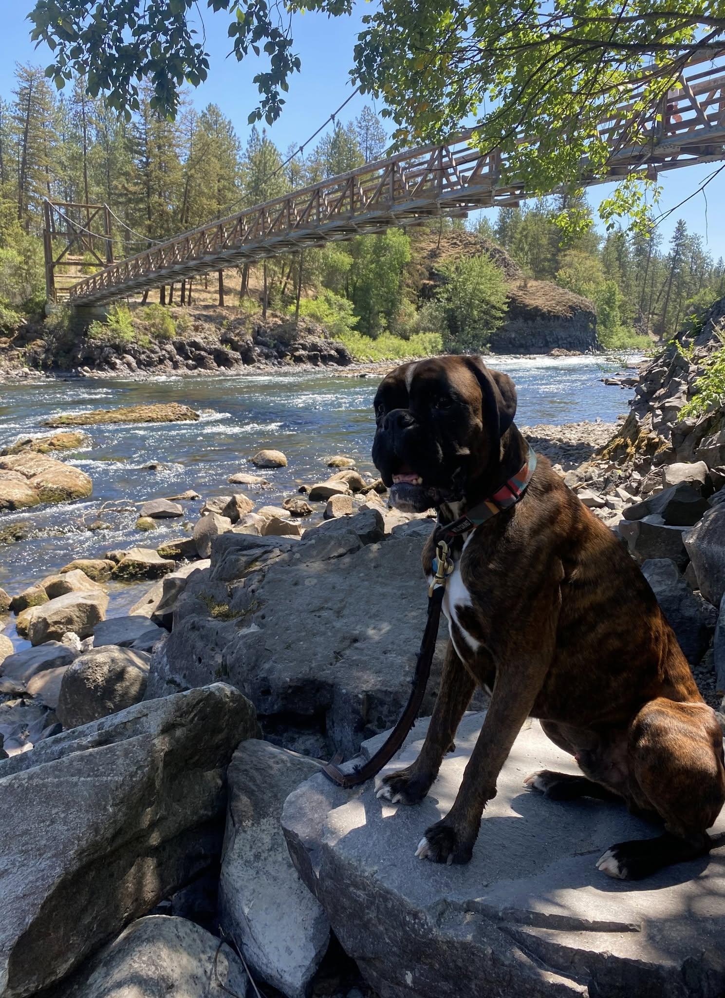 Eddie, Adoptable, Adult Male Boxer.