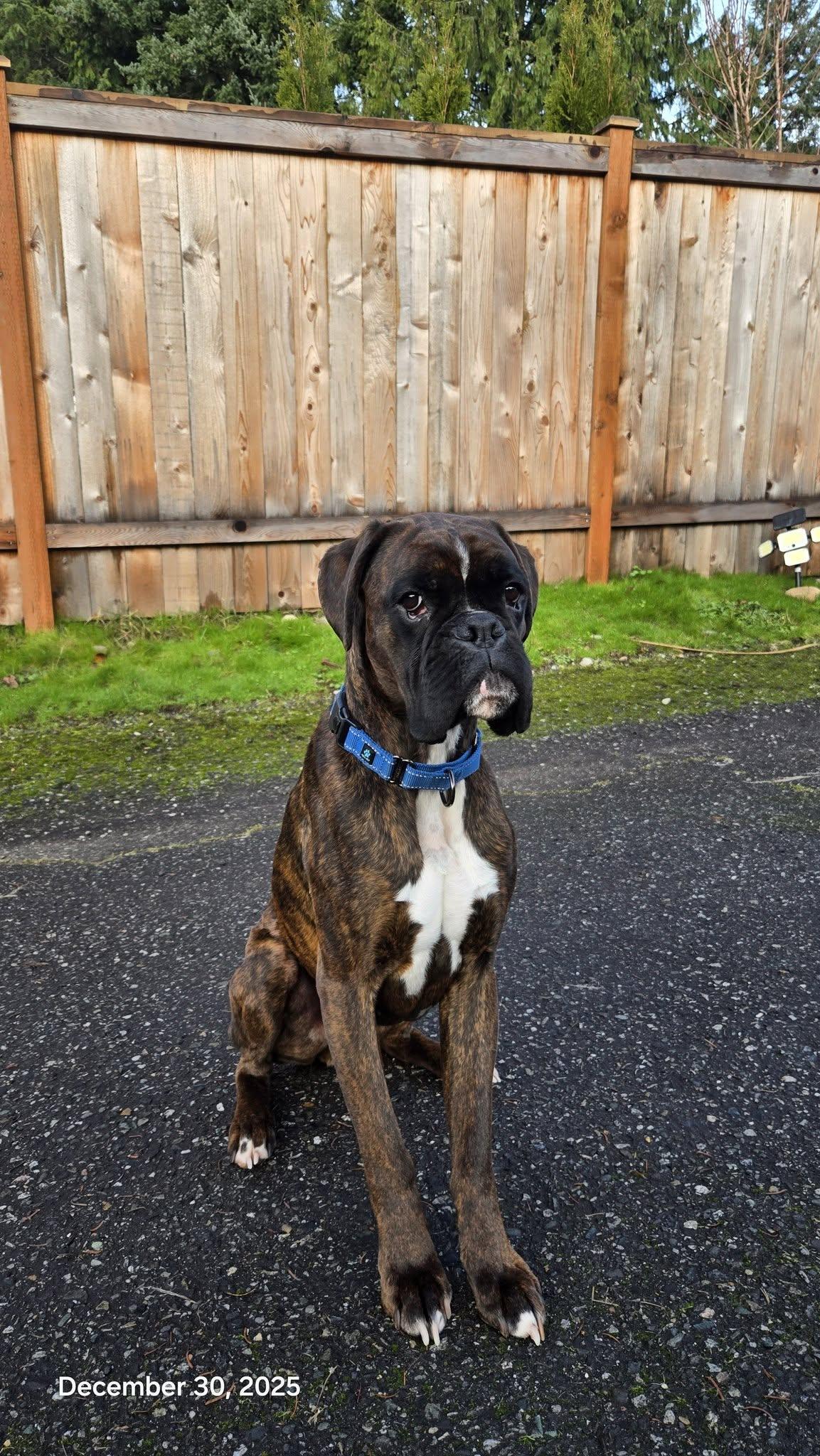 Enlarge Eddie, a Adoptable Boxer in McMinnville, OR image 2/3