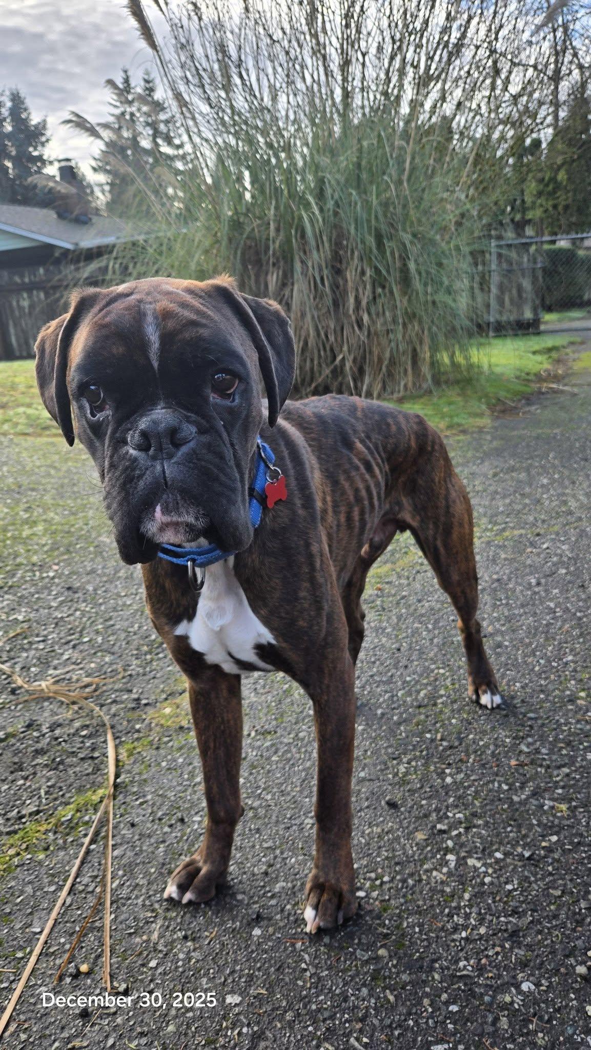 Enlarge Eddie, a Adoptable Boxer in McMinnville, OR image 3/3