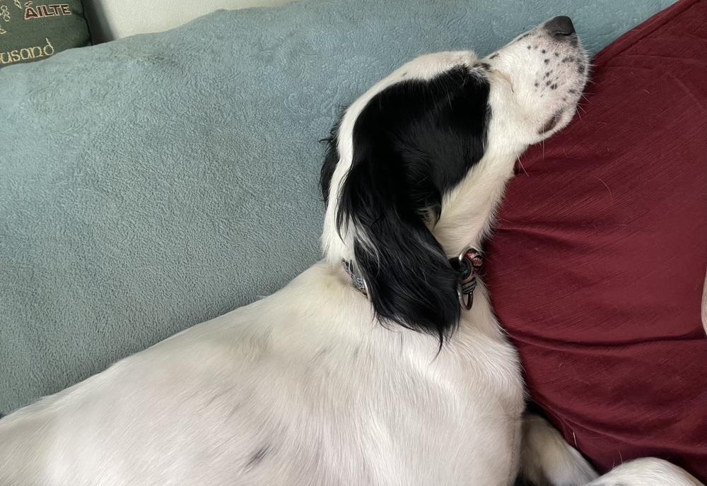Available - Lily, Adoptable, Adult Female English Setter.