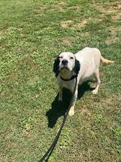 Enlarge Available - Lily, a Adoptable mixed breed in Conesus, NY image 5/6