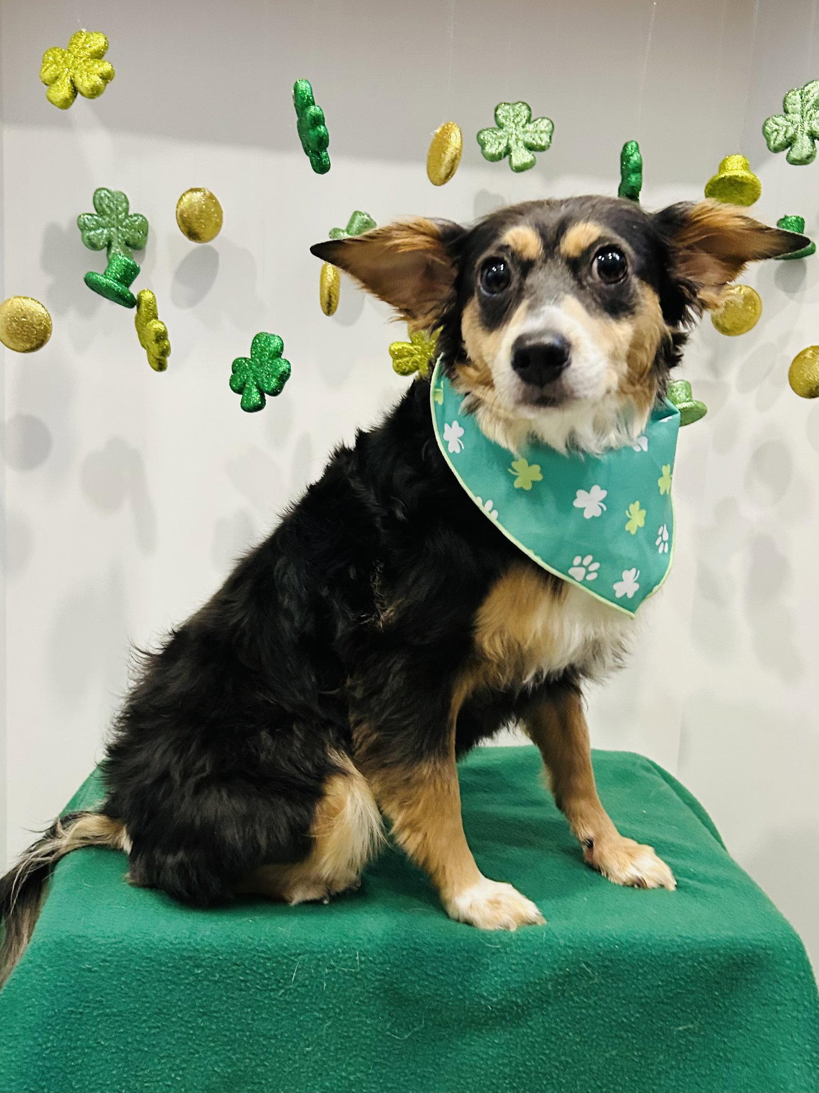 Daisey, Adopted, Adult Female Rat Terrier.