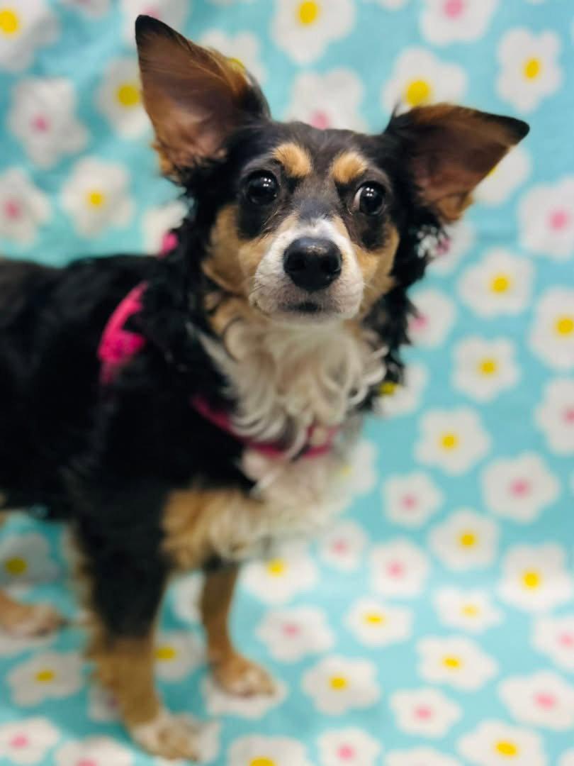 Enlarge Daisey, a Adopted Rat Terrier in Elizabethtown, PA image 2/3