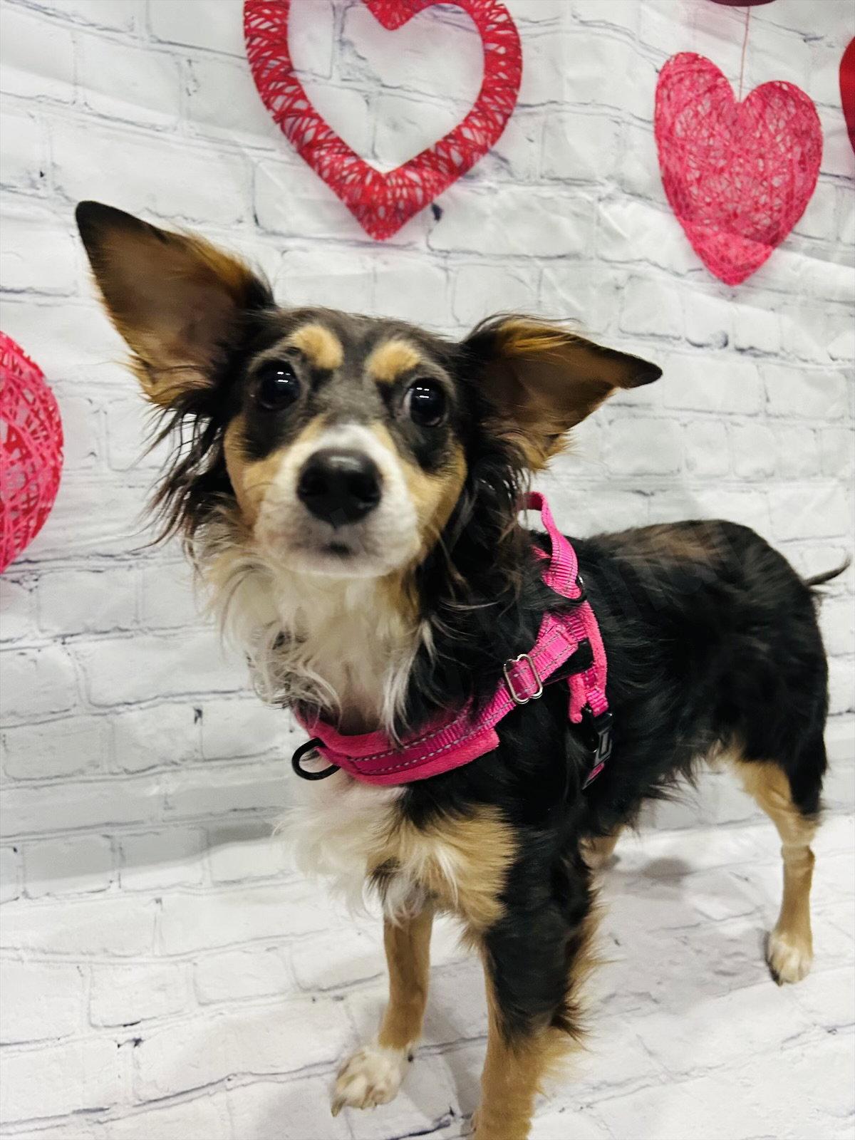 Enlarge Daisey, a Adopted Rat Terrier in Elizabethtown, PA image 3/3