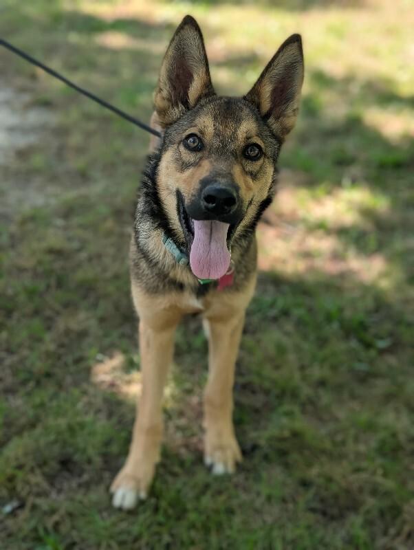 Bear, Adoptable, Young Male Husky & Mixed Breed.