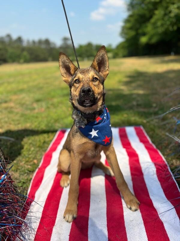 Bear, a Adoptable mixed breed in Berkeley Heights, NJ image 2/6