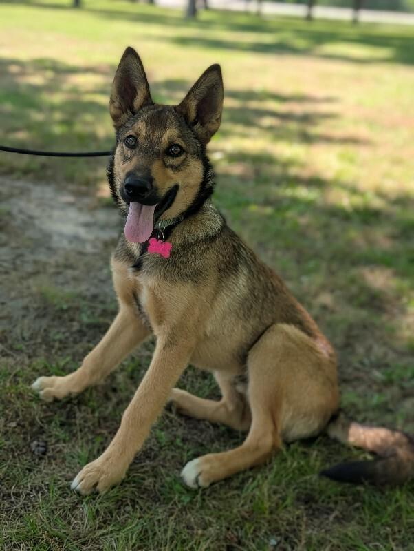 Bear, a Adoptable mixed breed in Berkeley Heights, NJ image 3/6