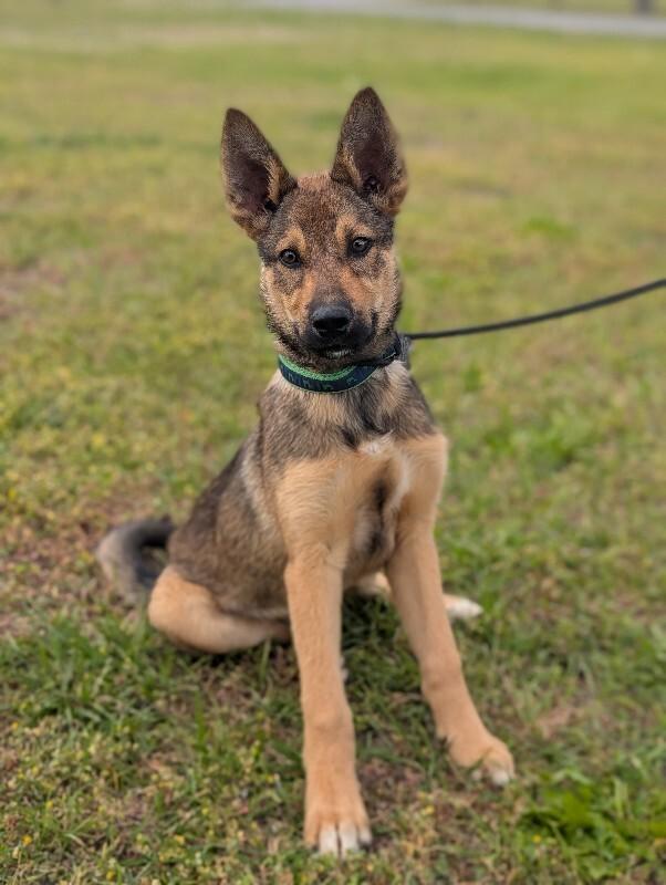 Bear, a Adoptable mixed breed in Berkeley Heights, NJ image 4/6